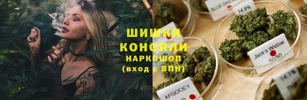 сатива Новозыбков