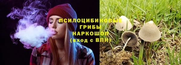 сатива Новозыбков