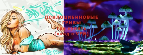 сатива Новозыбков