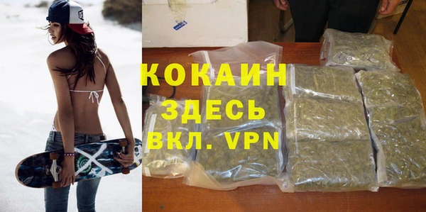 сатива Новозыбков